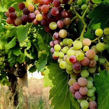 Walbaum ヴァロン・ポン・ダルク