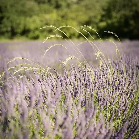 Otel Walbaum Vallon-Pont-dʼArc